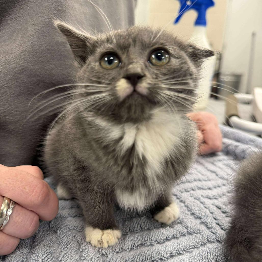 Lunar, Adoptable, Kitten Female Domestic Short Hair.