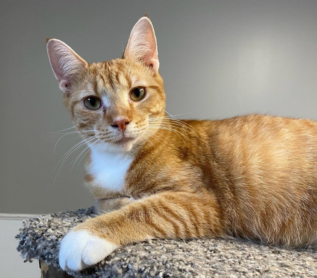 Enlarge Dodge, a Adoptable American Shorthair in Chillicothe, OH image 1/2