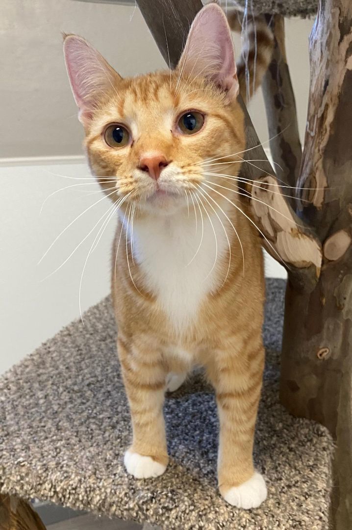 Enlarge Dodge, a Adoptable American Shorthair in Chillicothe, OH image 2/2