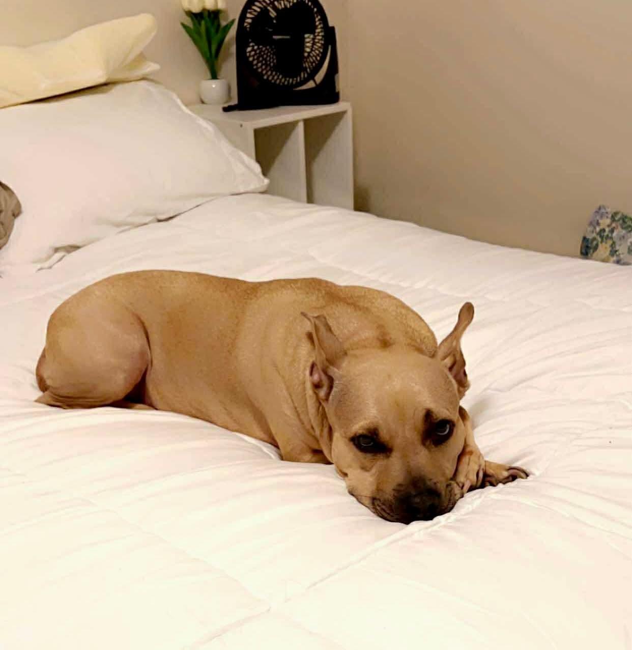 Honey Potato thumbnail 2