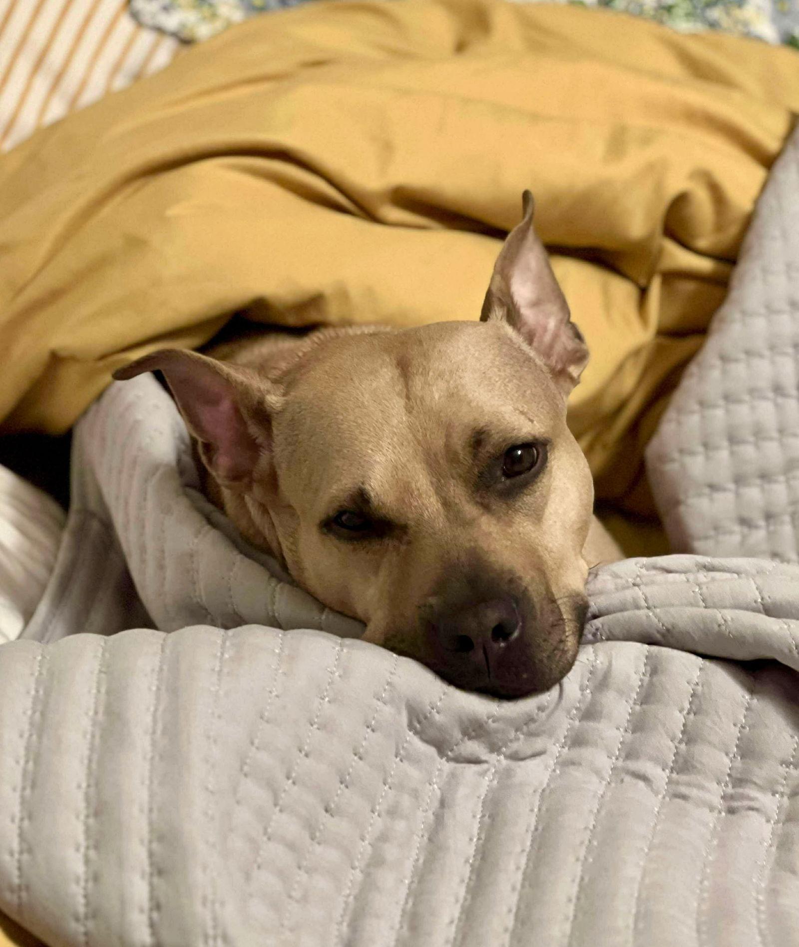 Honey Potato thumbnail 3