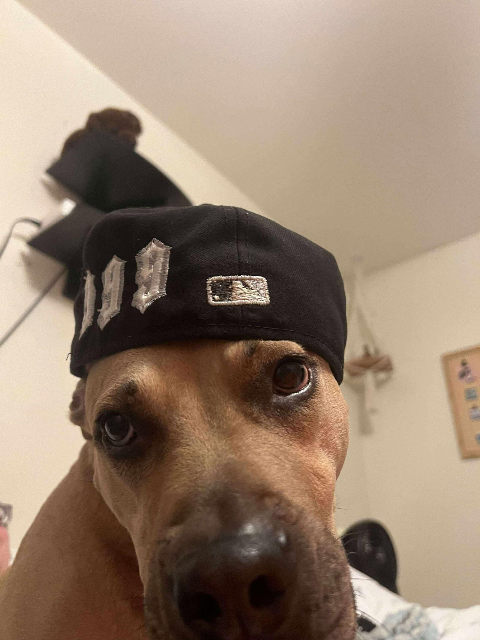 Honey Potato thumbnail 4