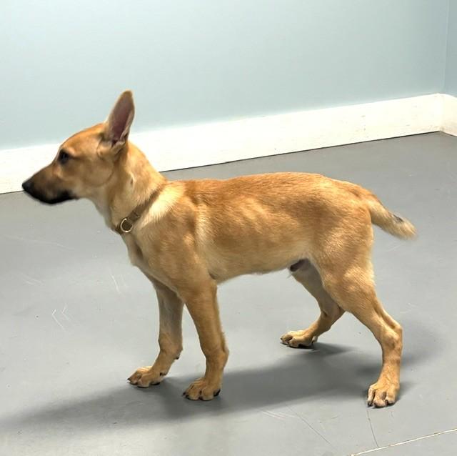 Enlarge Shamus, a Adopted Mixed Breed in Hawk Point, MO image 4/4