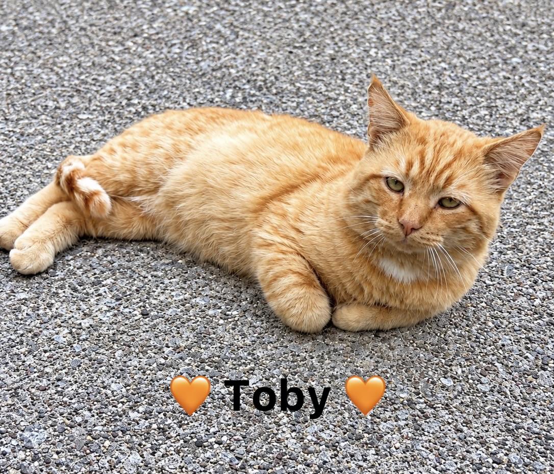 Enlarge Toby, a Adoptable Domestic Short Hair in Copley, OH image 2/2