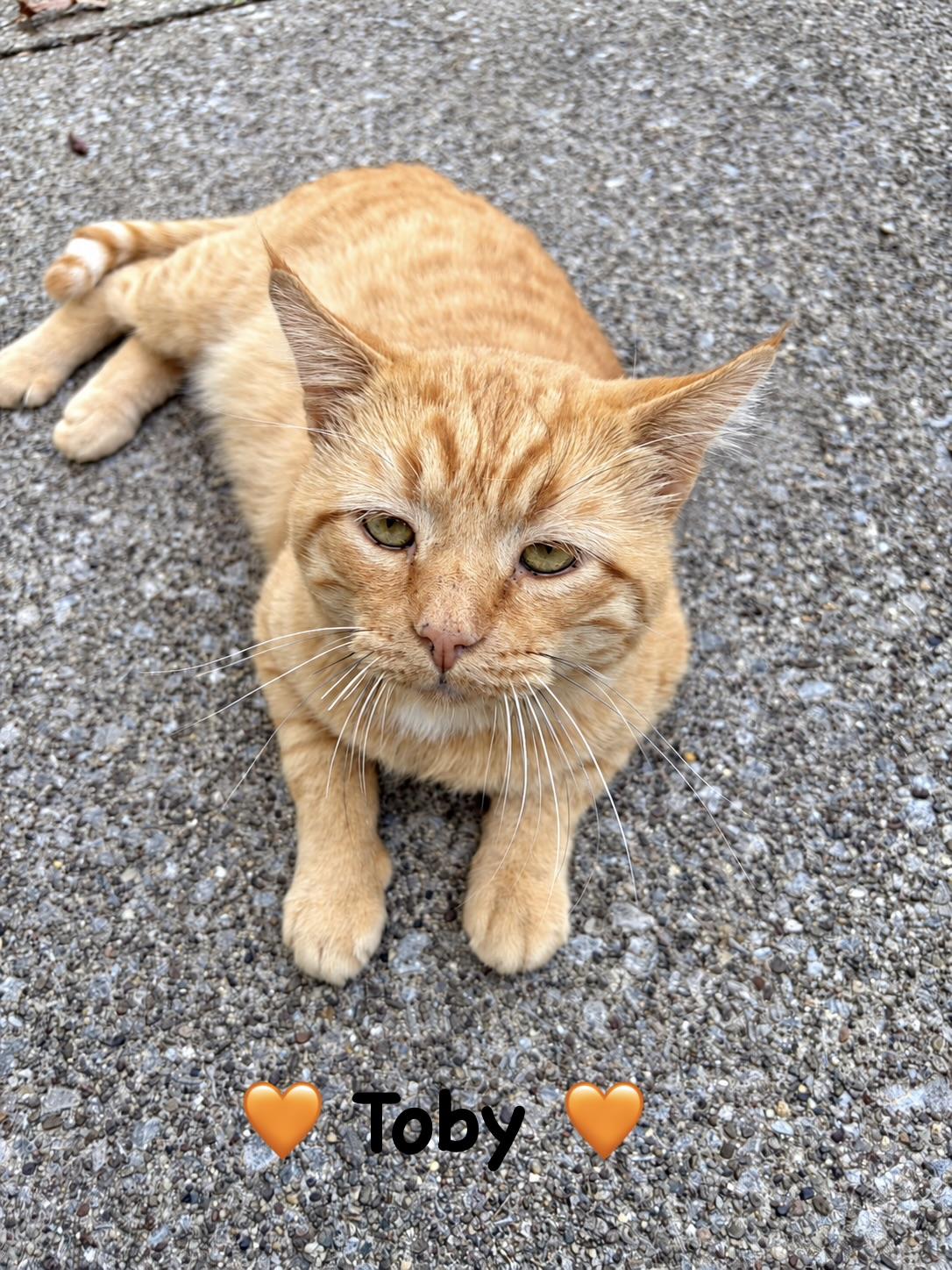 Toby, Adoptable, Young Male Domestic Short Hair.