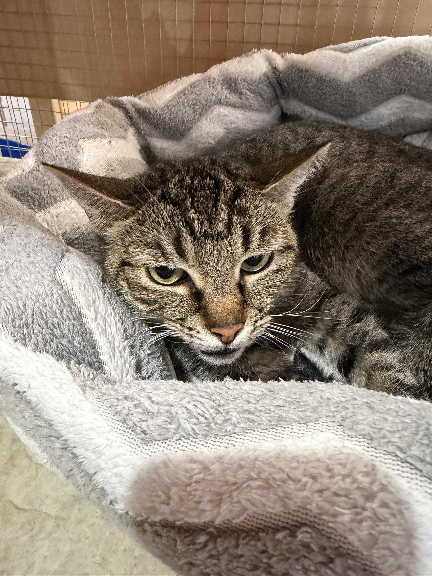 Forest, ADOPTABLE, Young Female Domestic Short Hair.