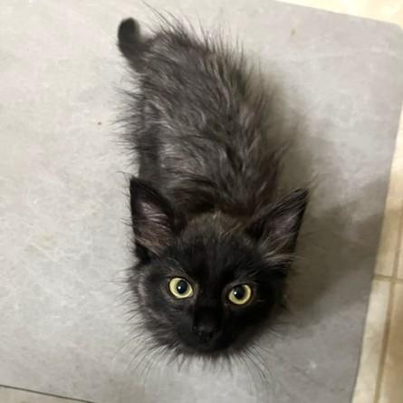 Wolfe, adopted, Kitten Male Domestic Medium Hair.