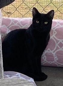 Enlarge Jade, a Adoptable Domestic Short Hair in Escondido, CA image 1/2