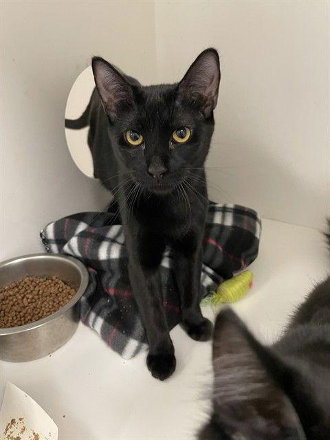 Jade, Adoptable, Young Female Domestic Short Hair.