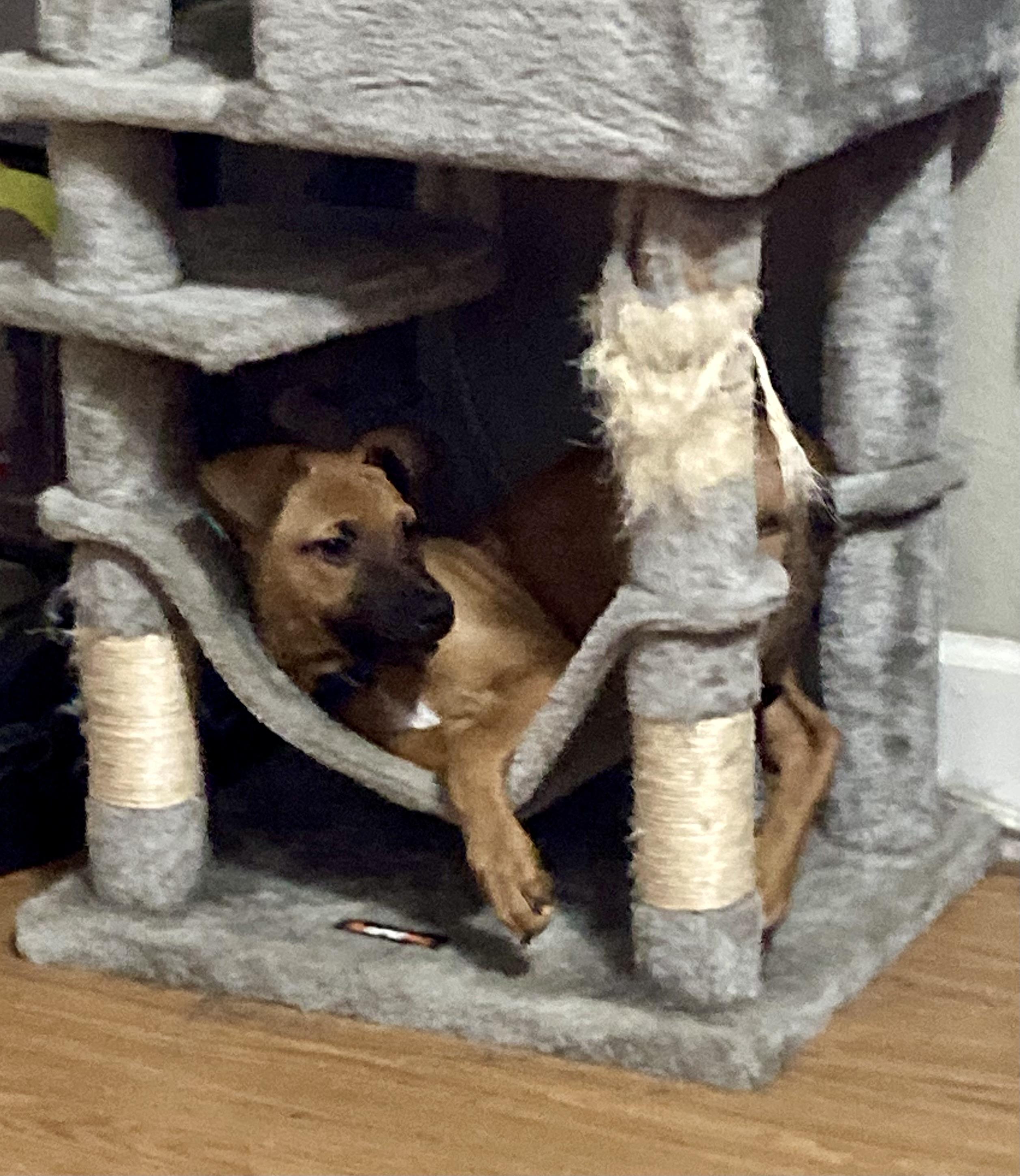 Doe, an adopted mixed breed in Lutz, FL image 1/6