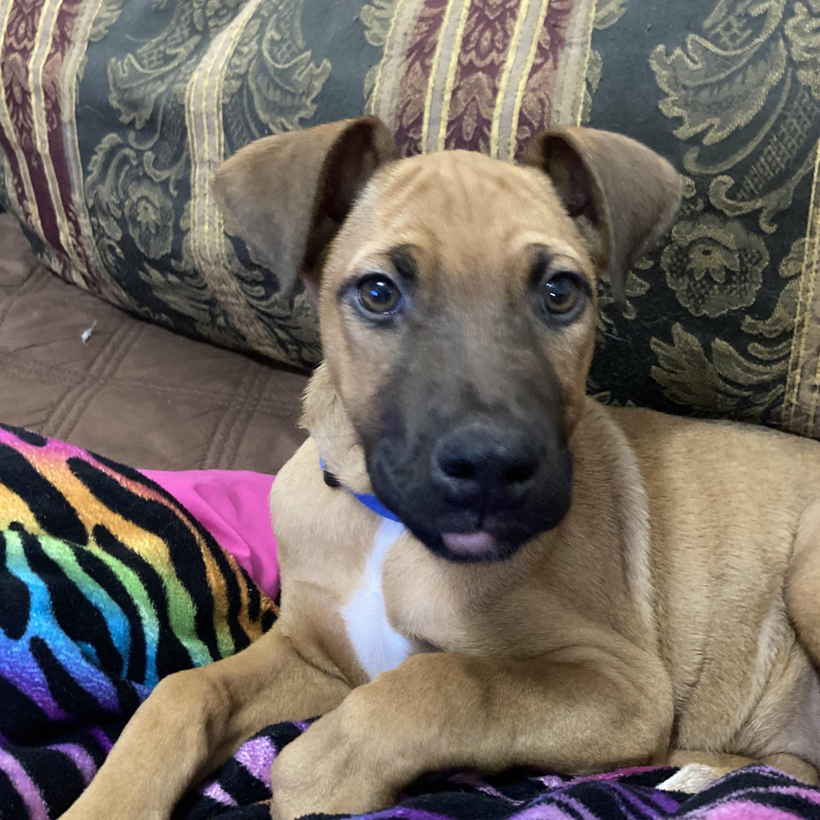 Doe, an adopted mixed breed in Lutz, FL image 2/6