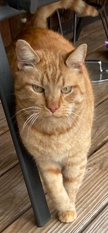 Genghis Khan *Sponsored Senior, Adoptable, Senior Male Domestic Short Hair.