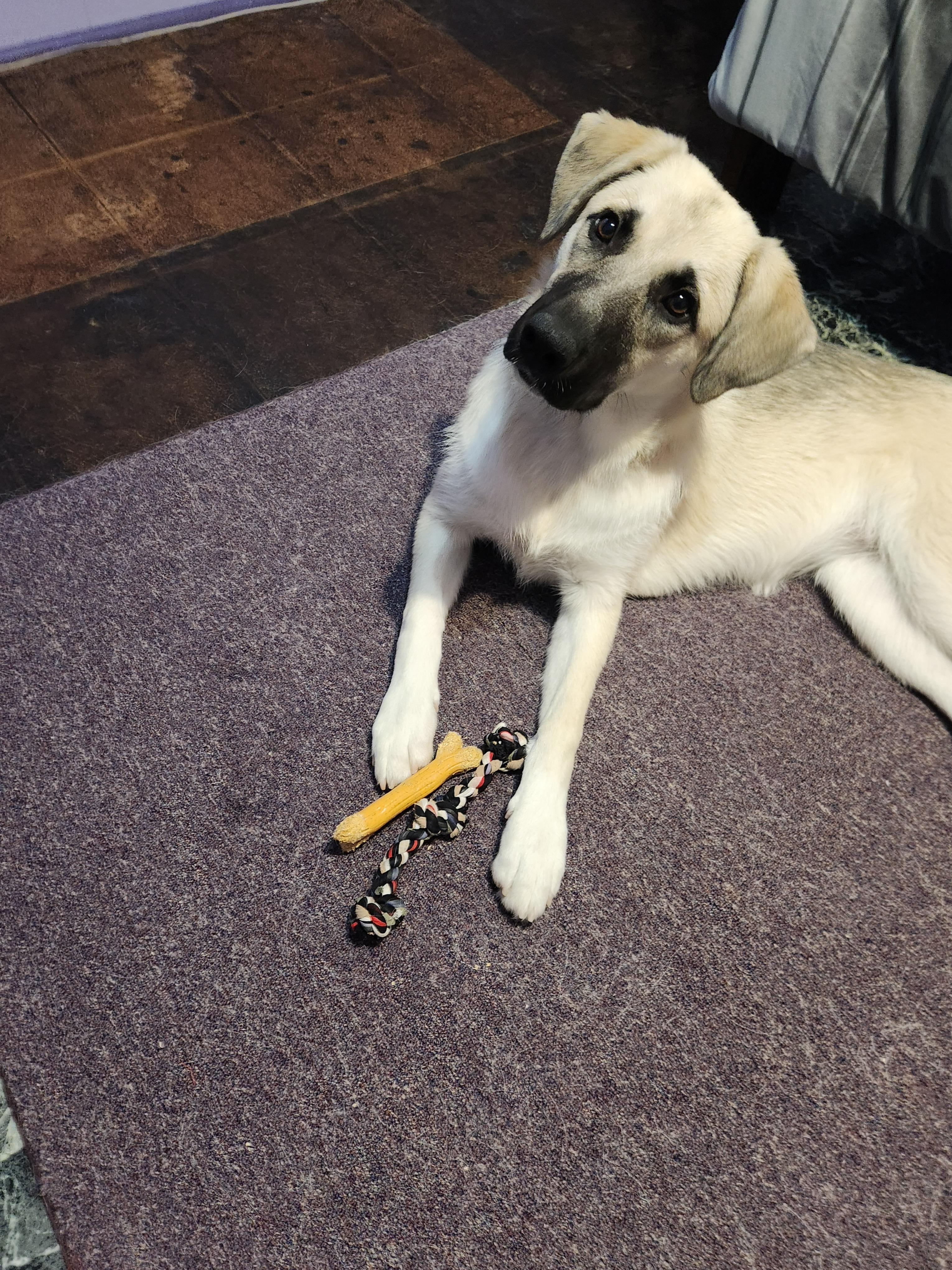 BRONX -FOSTERED IN NJ, an adopted mixed breed in Hartford, CT image 5/5