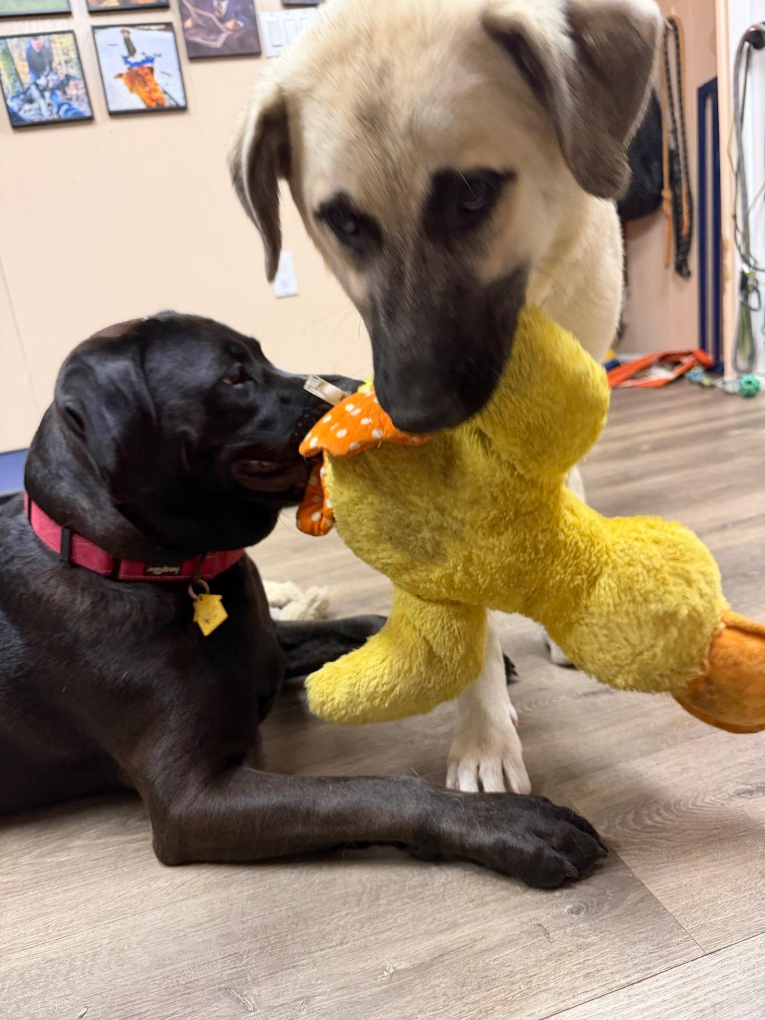 BRONX -FOSTERED IN NJ, an adopted mixed breed in Hartford, CT image 3/5