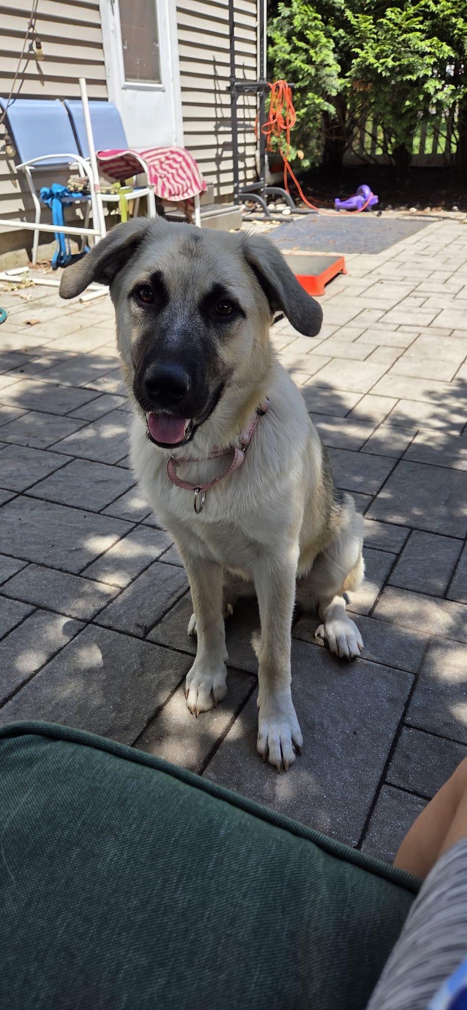 BRONX -FOSTERED IN NJ, an adopted mixed breed in Hartford, CT image 1/5