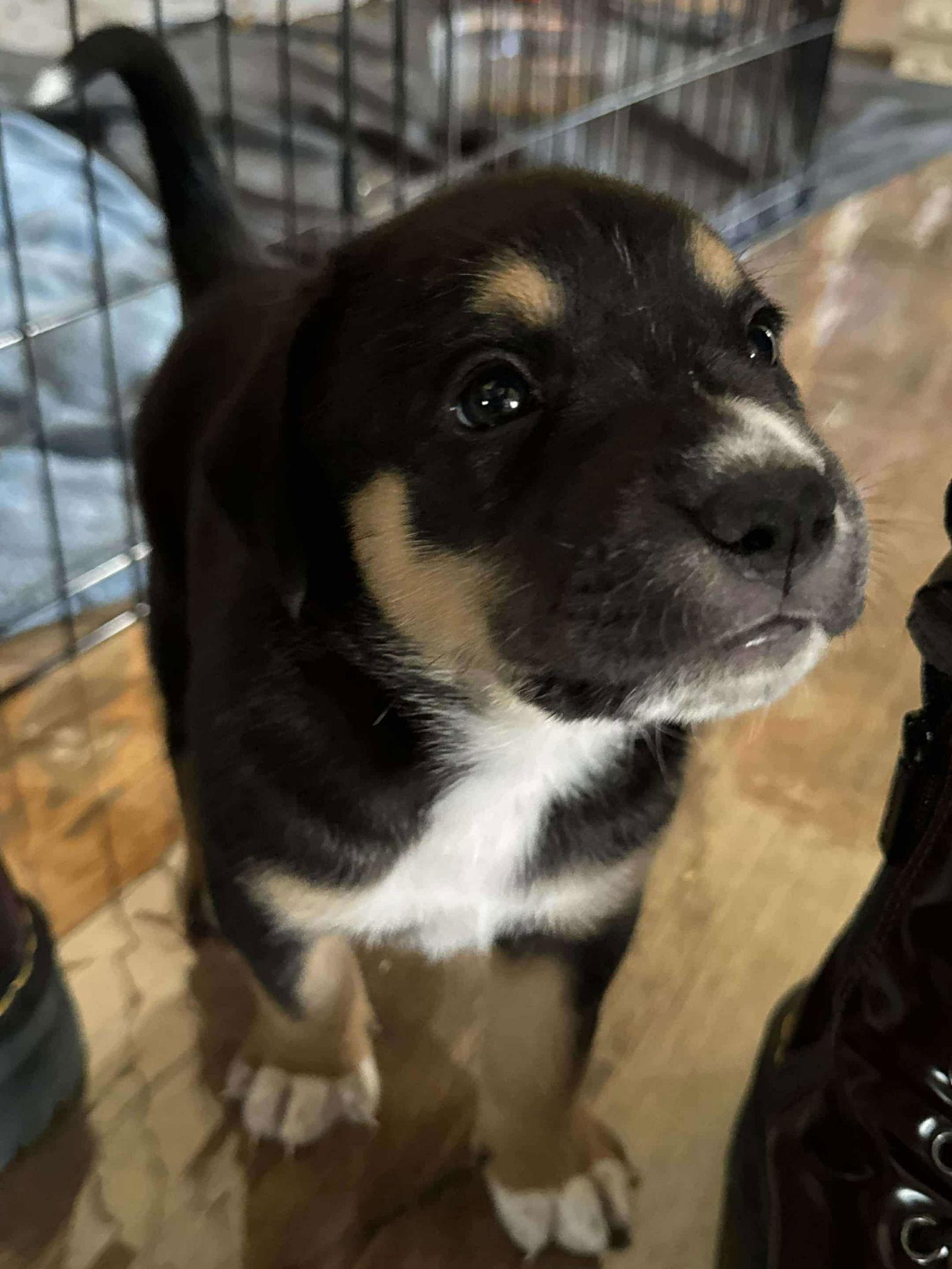 Rolo - ADOPTION PENDING!!!, Adoptable, Puppy Male Boxer.