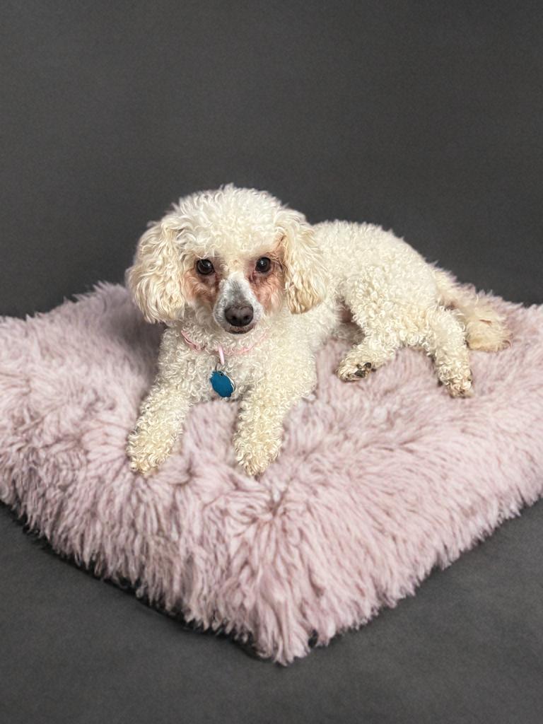 Bonnie, ADOPTABLE, Adult Female Poodle.