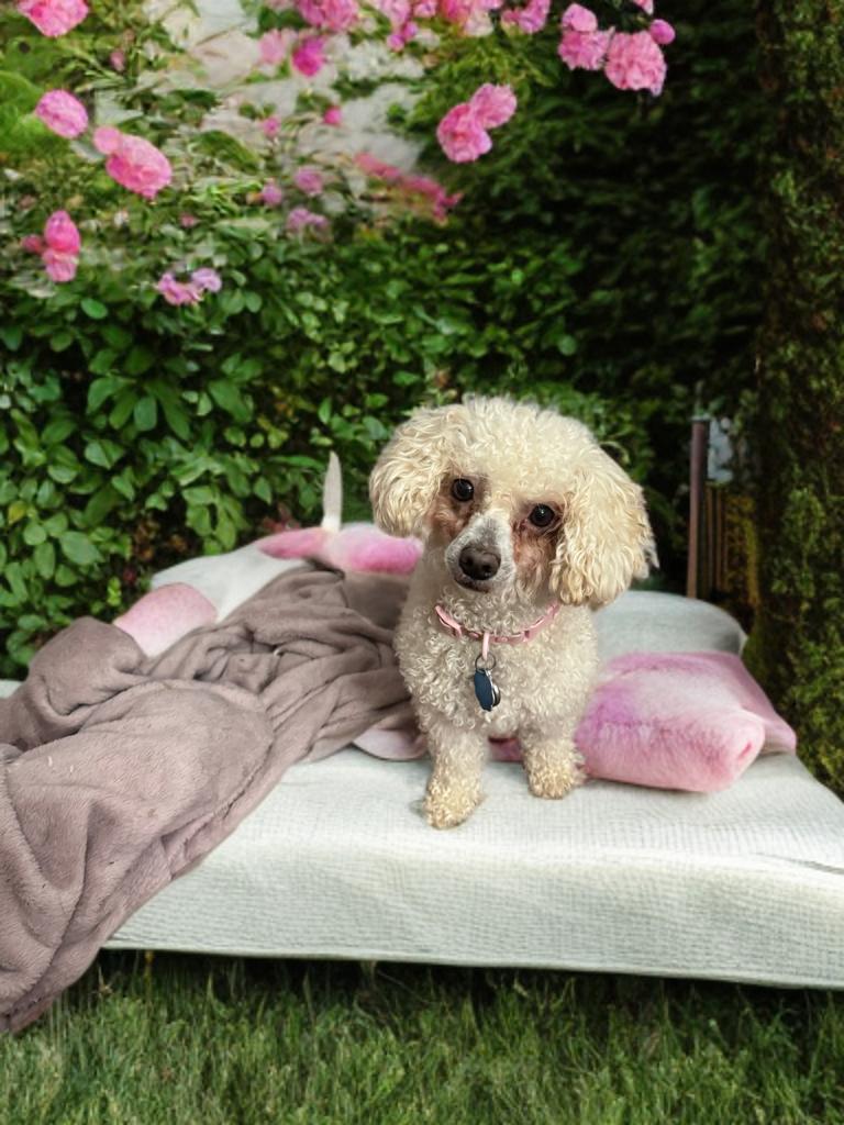 Bonnie, a ADOPTABLE Poodle in San Antonio, TX image 3/4