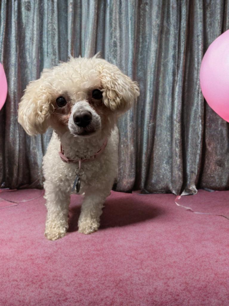 Bonnie, a ADOPTABLE Poodle in San Antonio, TX image 2/4