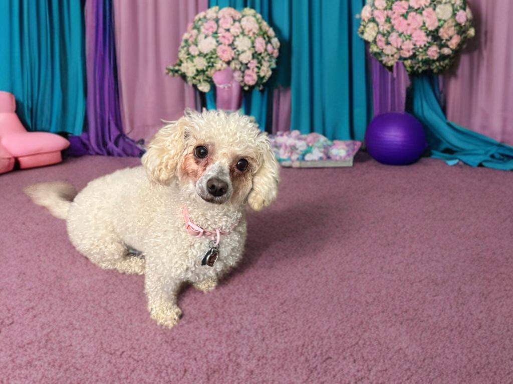 Bonnie, a ADOPTABLE Poodle in San Antonio, TX image 4/4
