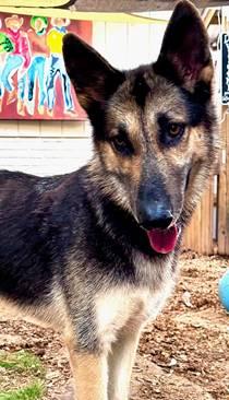 Eli, a Adoptable German Shepherd Dog in Huntington, NY image 1/6