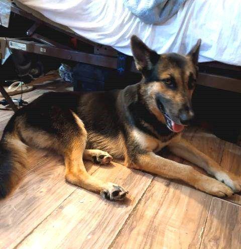 Eli, a Adoptable German Shepherd Dog in Huntington, NY image 6/6