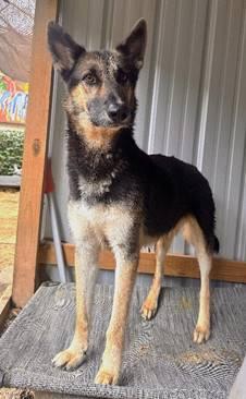 Eli, a Adoptable German Shepherd Dog in Huntington, NY image 2/6