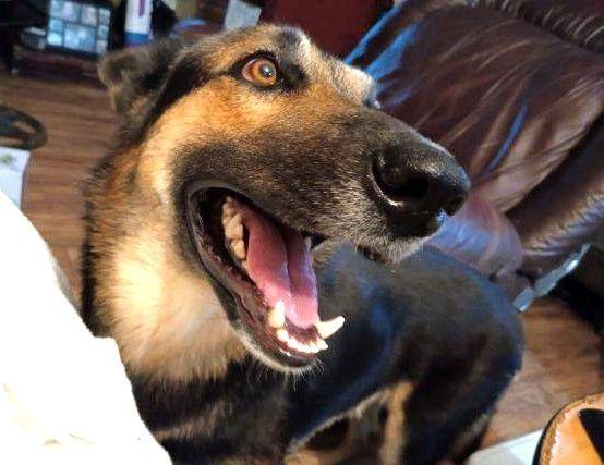 Eli, a Adoptable German Shepherd Dog in Huntington, NY image 4/6