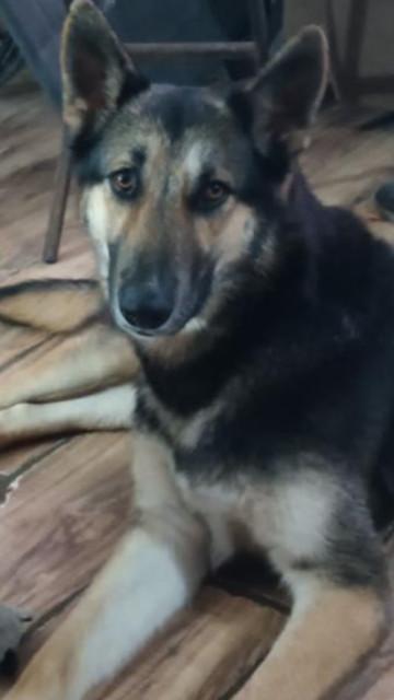 Eli, a Adoptable German Shepherd Dog in Huntington, NY image 5/6