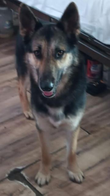 Eli, a Adoptable German Shepherd Dog in Huntington, NY image 3/6