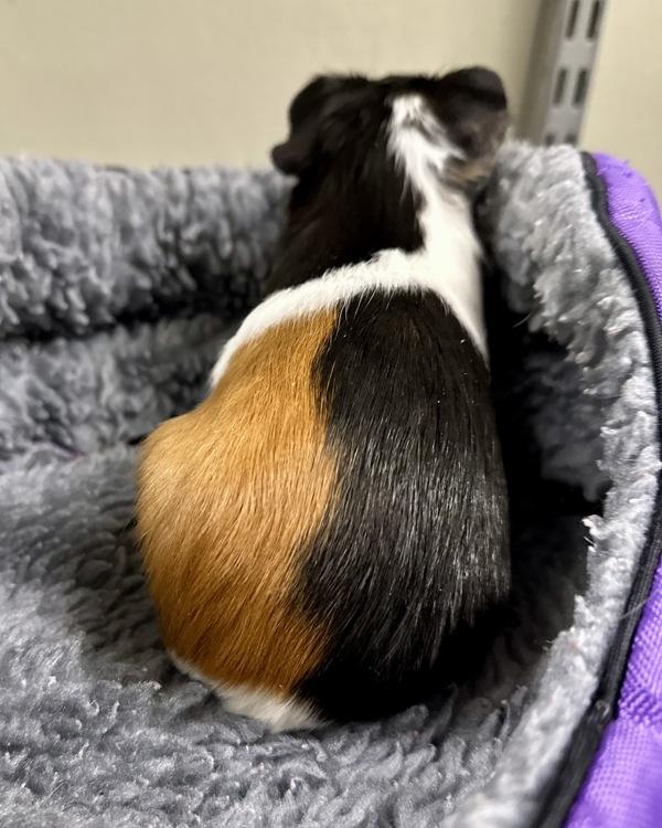 Adobe, Adoptable, Baby Female Guinea Pig.