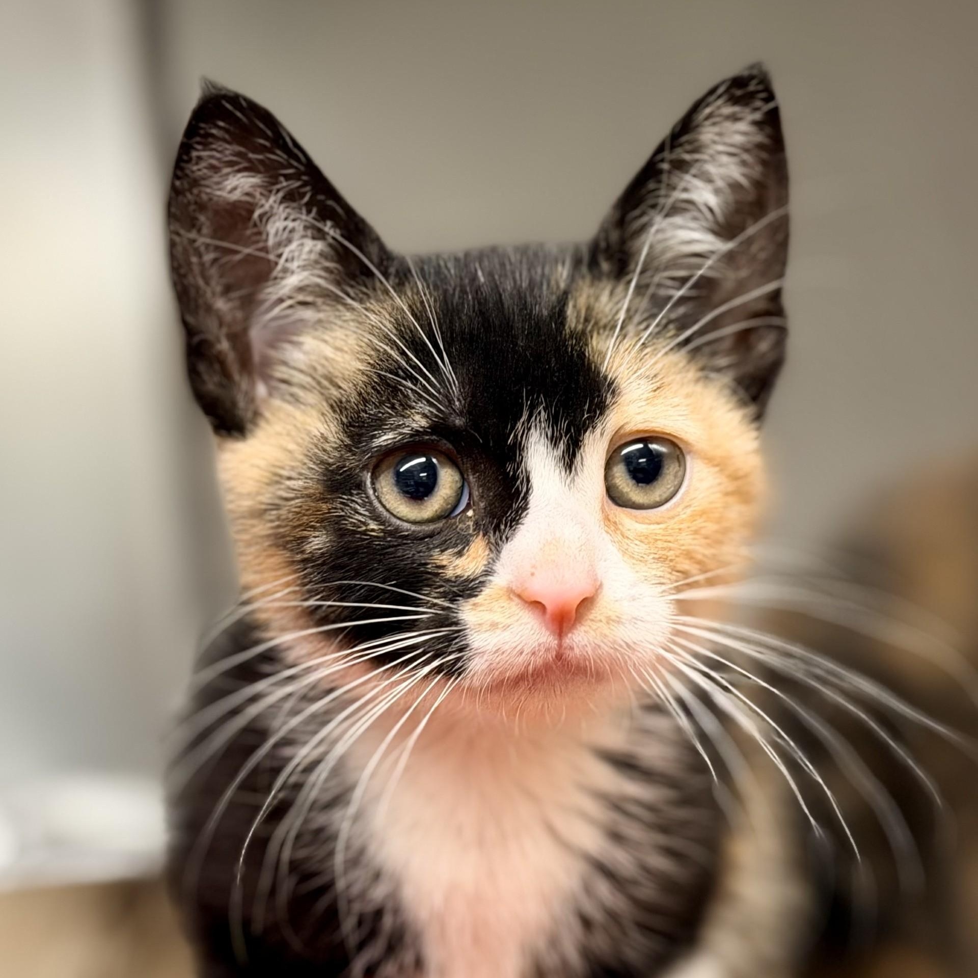 Boho, an adopted Domestic Short Hair in Jackson, NJ image 1/2