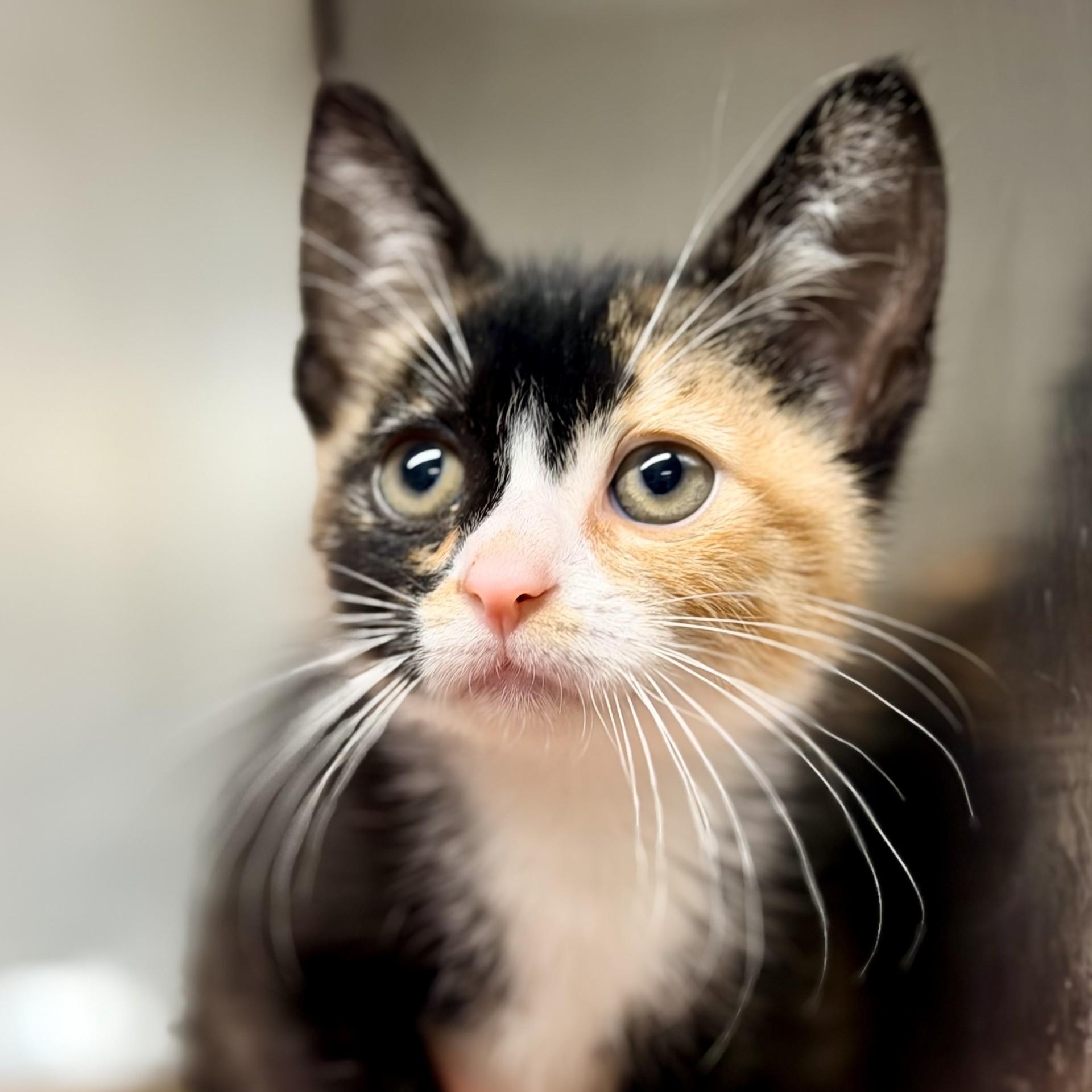 Boho, an adopted Domestic Short Hair in Jackson, NJ image 2/2