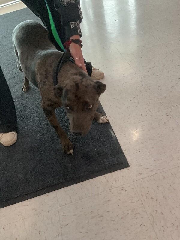 Enlarge Rebel, a Adoptable Mixed Breed in Hobbs, NM image 1/1