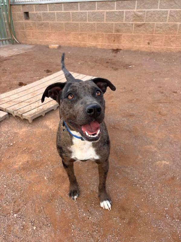 Rebel, Adoptable, Adult Female Mixed Breed.