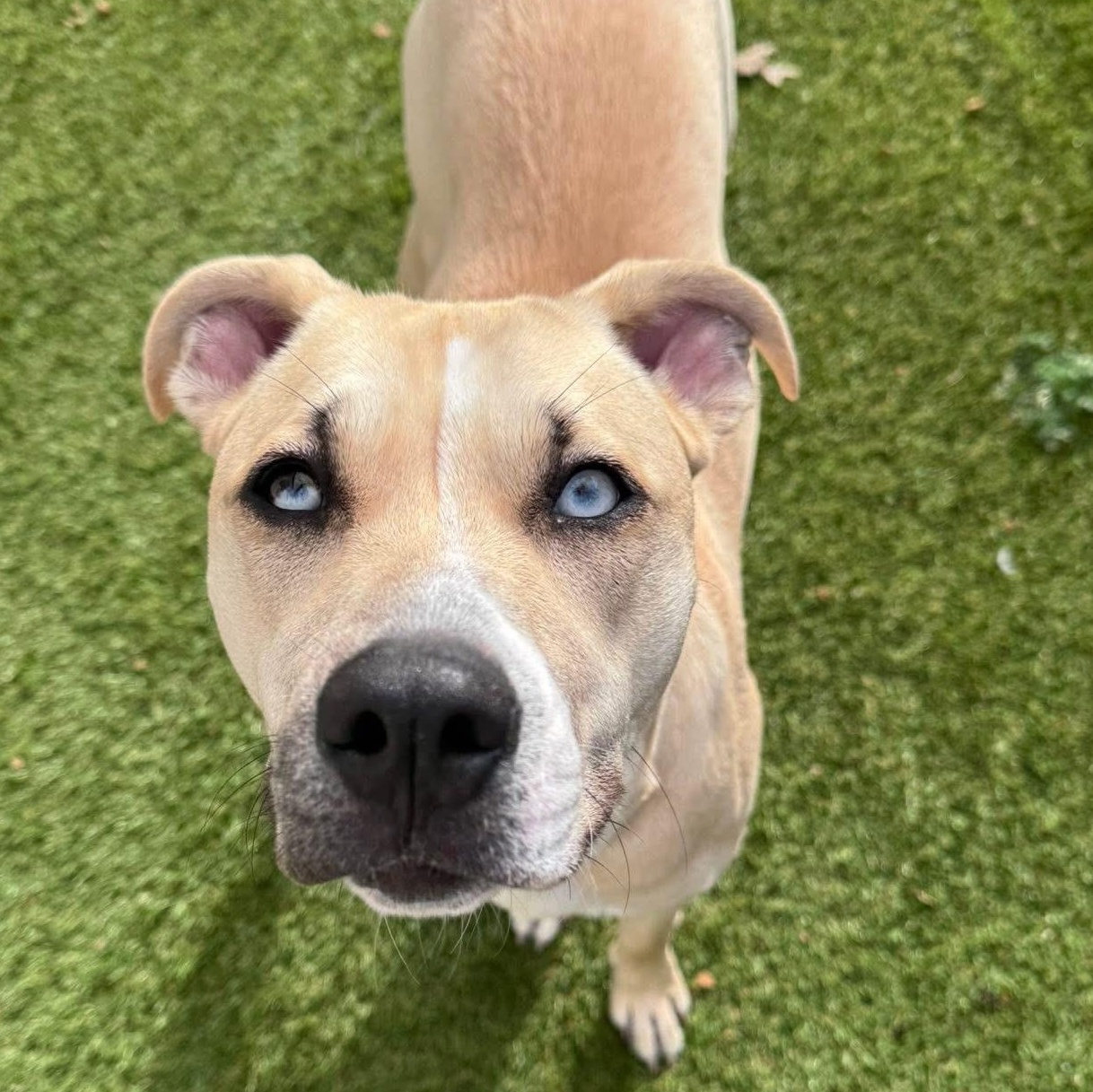 Scout — thumbnail 2