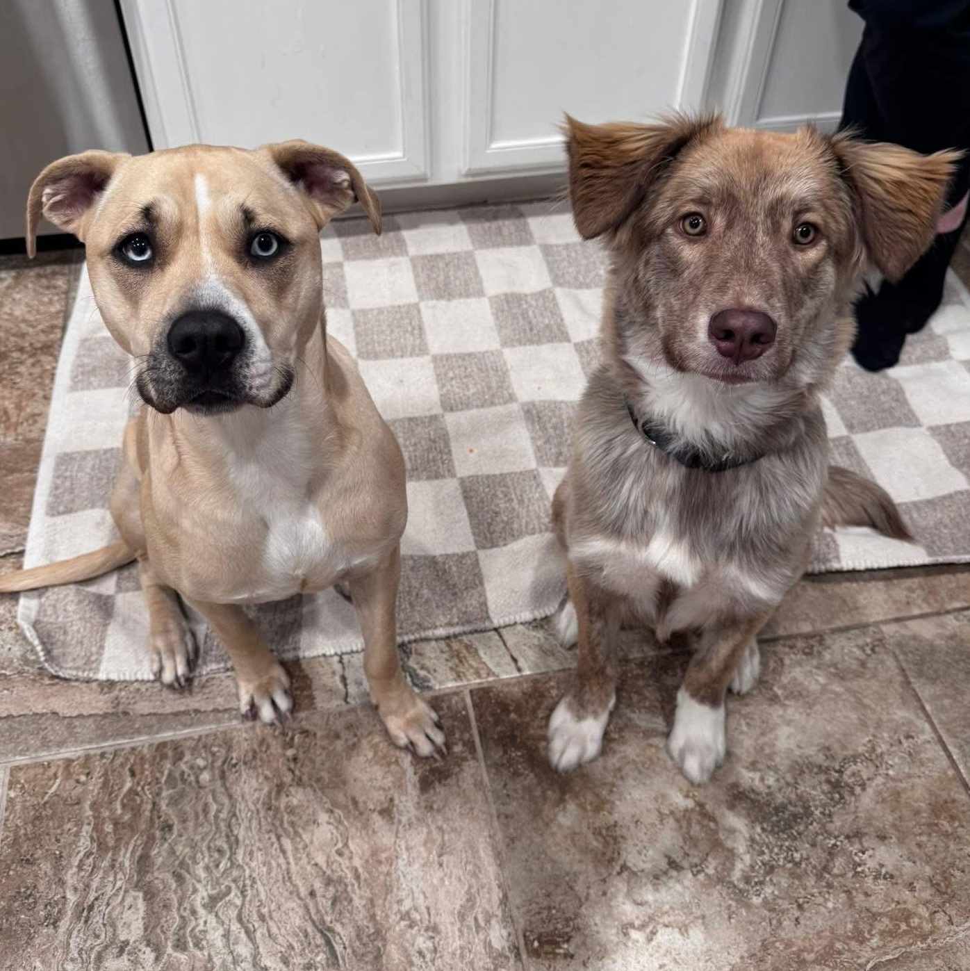 Scout — thumbnail 3