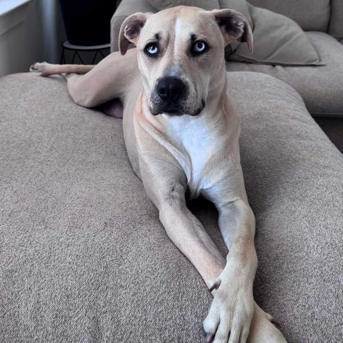 Scout — thumbnail 4