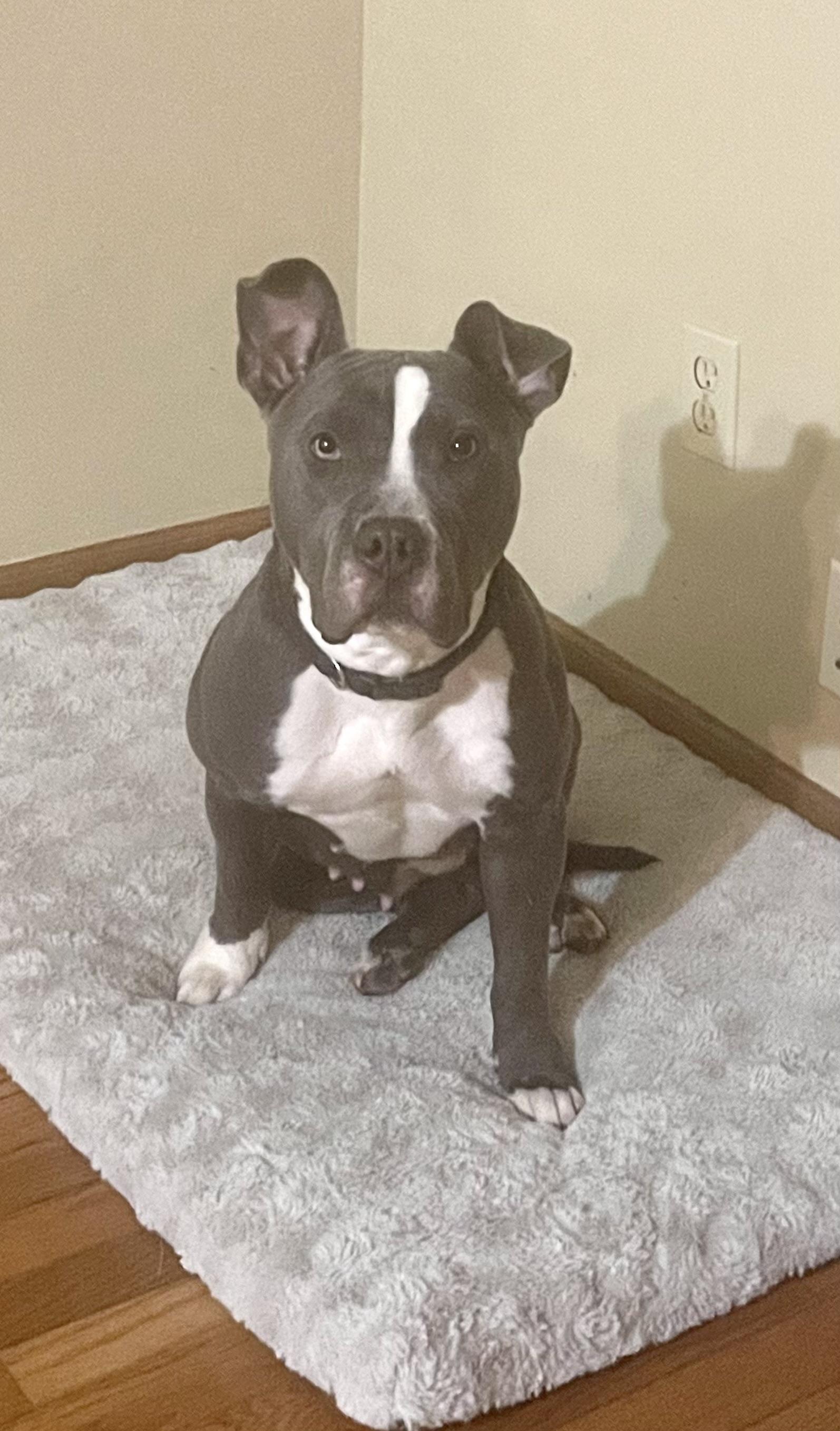 Enlarge Diamond (CP), a Adoptable Mixed Breed in Clinton, IL image 2/3