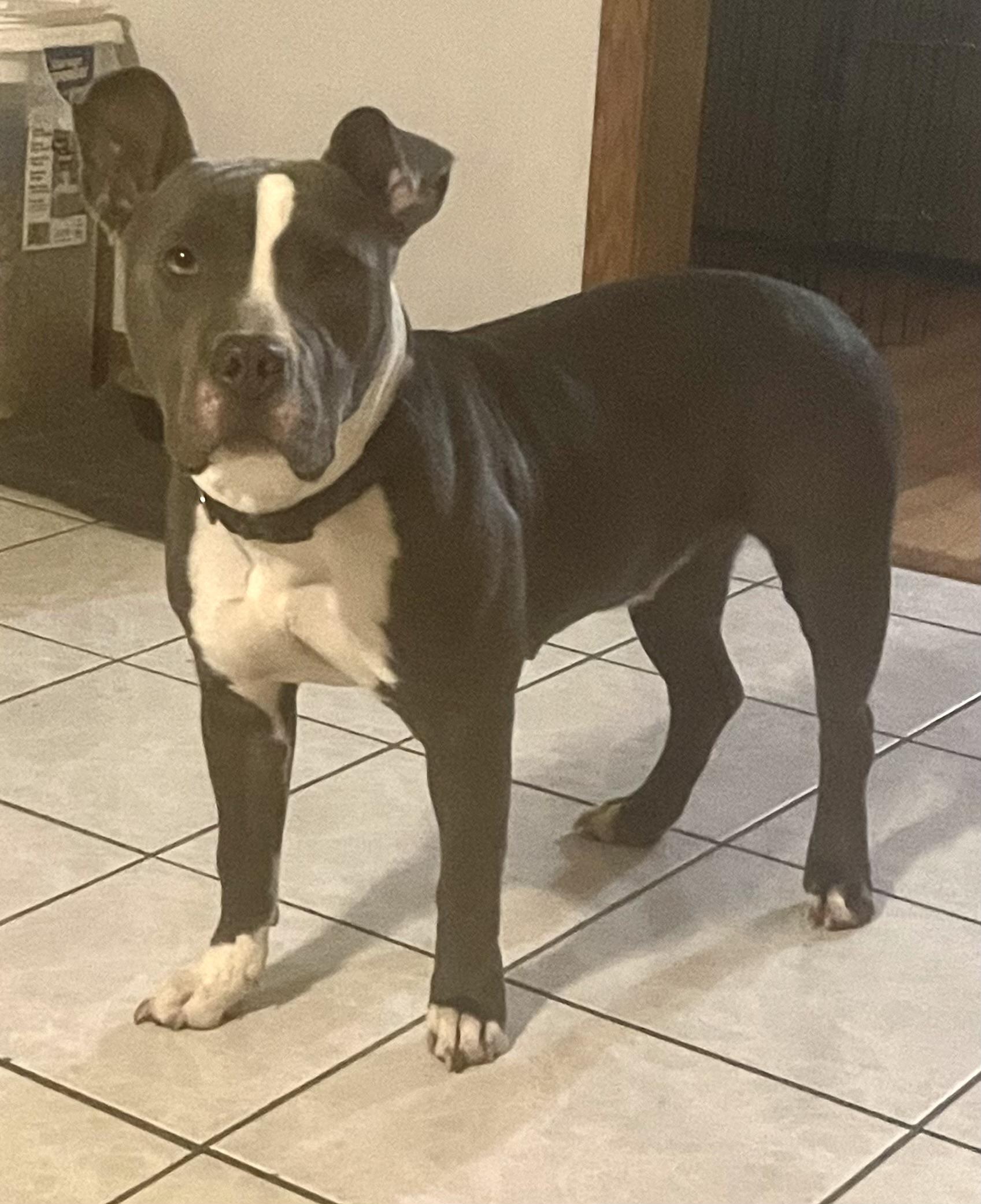 Enlarge Diamond (CP), a Adoptable Mixed Breed in Clinton, IL image 3/3