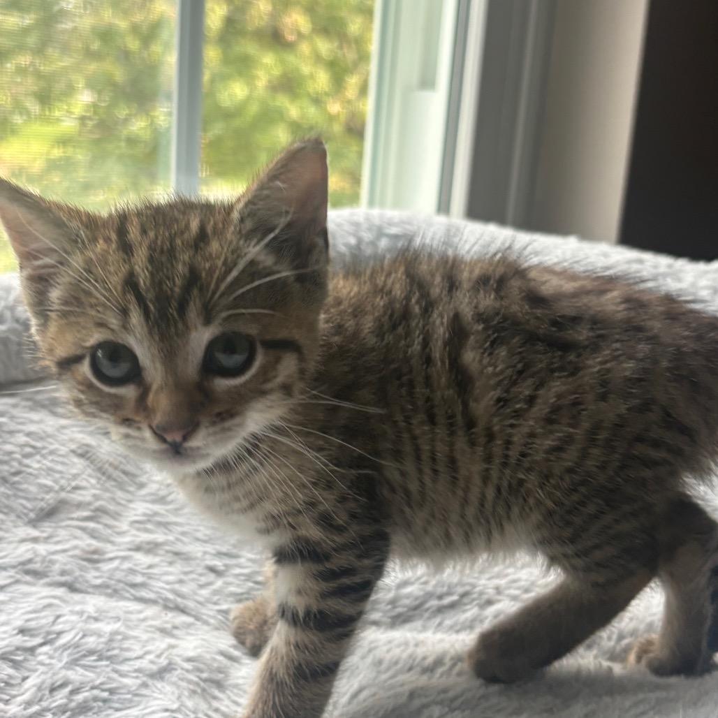 Enlarge Jolene, a Adoptable Domestic Short Hair in La Grange, KY image 2/5