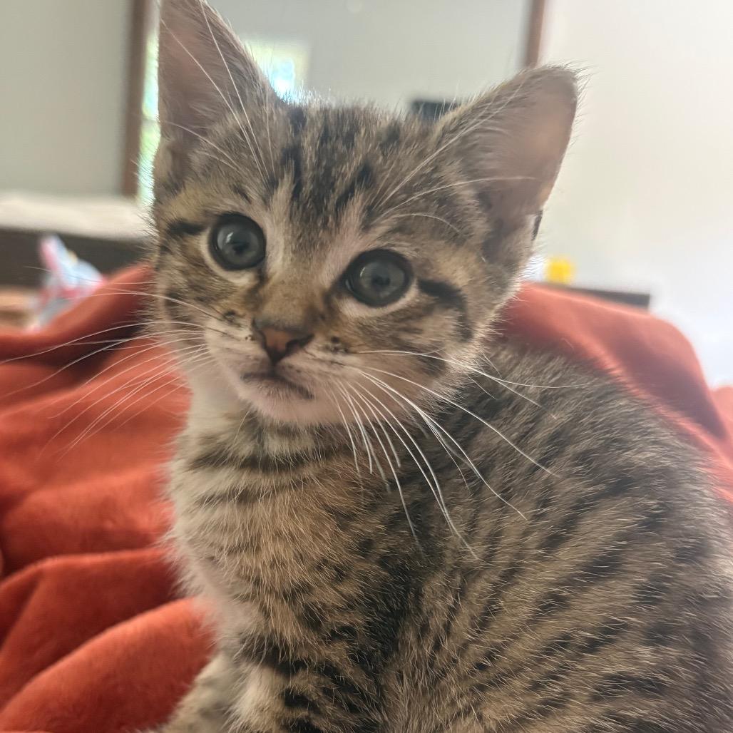 Enlarge Jolene, a Adoptable Domestic Short Hair in La Grange, KY image 3/5