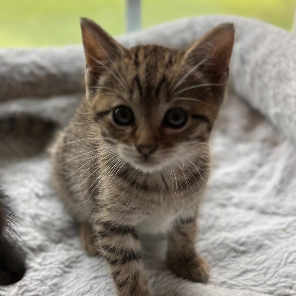 Enlarge Jolene, a Adoptable Domestic Short Hair in La Grange, KY image 5/5