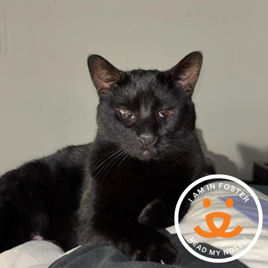 Eagle, Adoptable, Adult Male Domestic Short Hair.