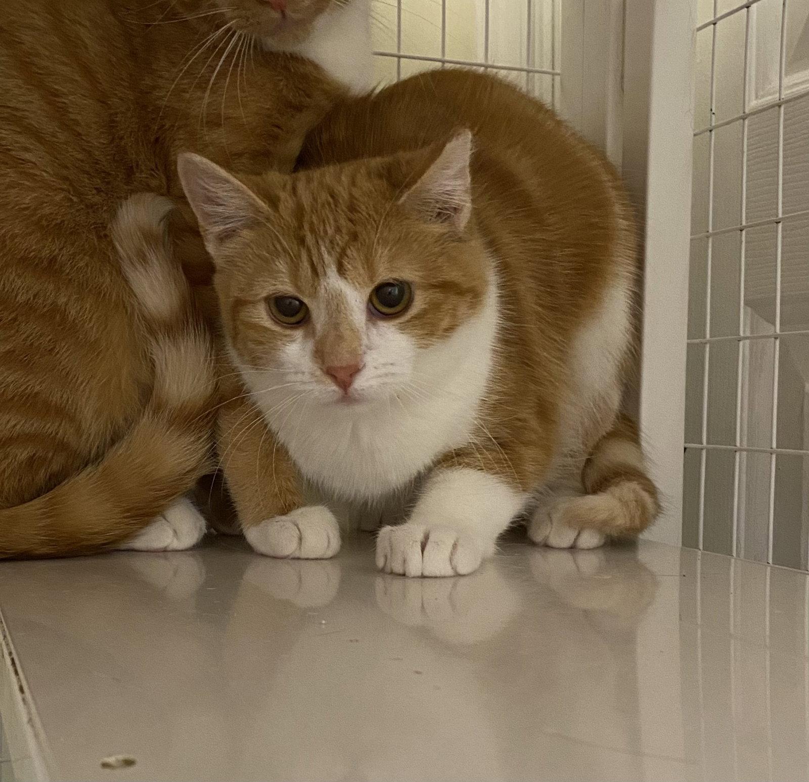 TAMMY, Adopted, Adult Female Domestic Short Hair.