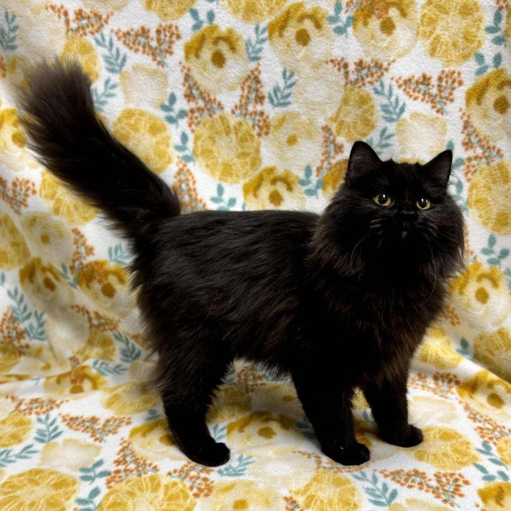 Girl Soot - SPECIAL NEEDS - FELUK +, Adoptable, Young Female Domestic Long Hair.