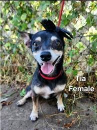 Tia, Adoptable, Adult Female Chihuahua.