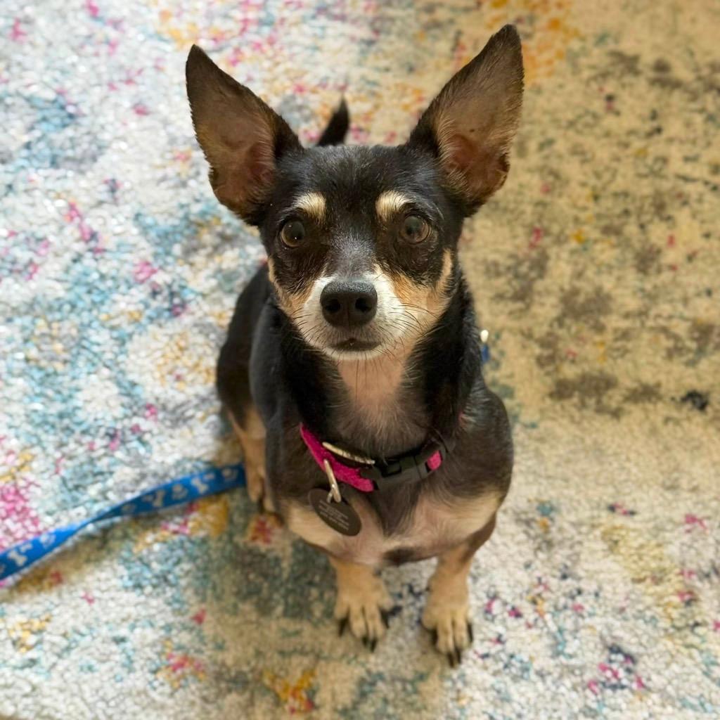 Tia, a Adoptable mixed breed in West Bloomfield, MI image 2/6