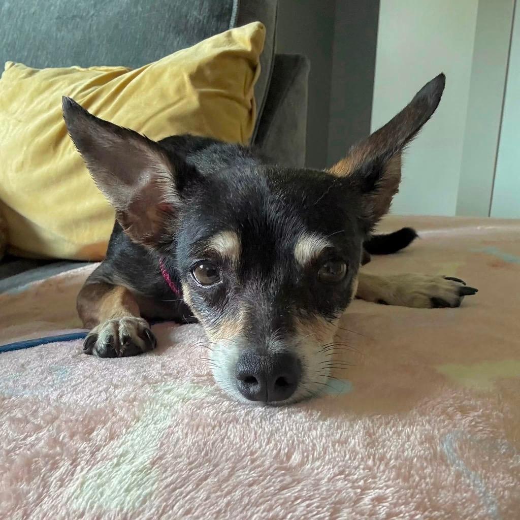 Tia, a Adoptable mixed breed in West Bloomfield, MI image 4/6