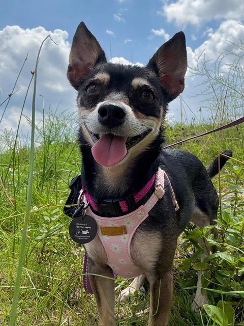 Tia, a Adoptable mixed breed in West Bloomfield, MI image 5/6